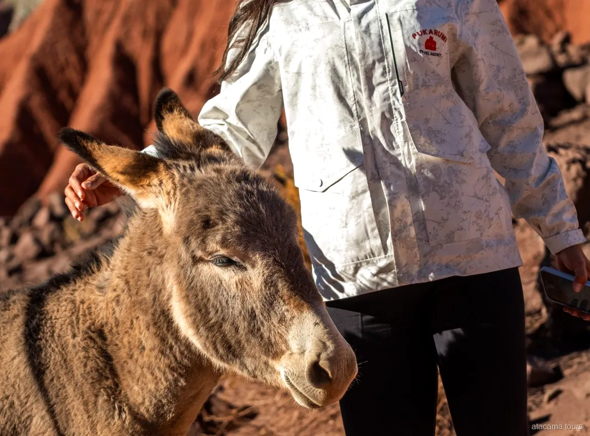 Atacama tours combo, traveler petting a friendly donkey beside red rock cliffs in warm sunlight