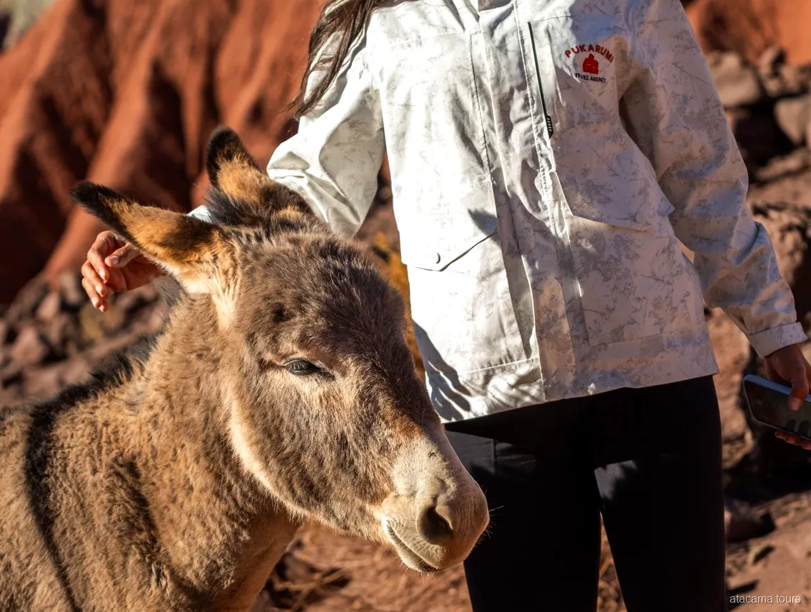 Excursions dans l'Atacama, voyageuse caressant un âne près de falaises de roche rouge au soleil