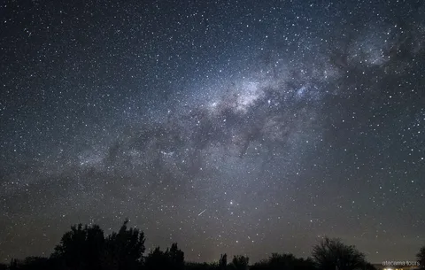 Excursions nocturnes dans l'Atacama, Voie lactée au-dessus d'arbres en silhouette et étoile filante