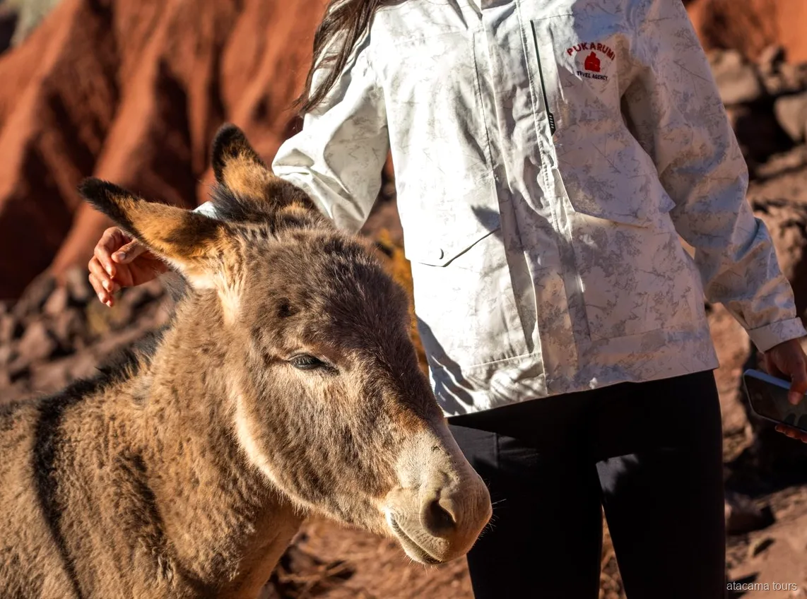 Tour ad Atacama, viaggiatrice che accarezza un asinello accanto a pareti di roccia rossa al sole
